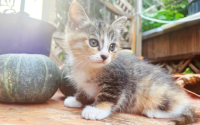 1～2月的小猫用磨牙么