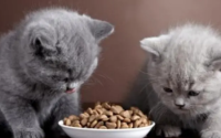 猫咪喜欢吃什么食物