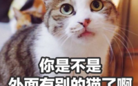 “比狗还忠诚”的6种猫，颜值高还好养