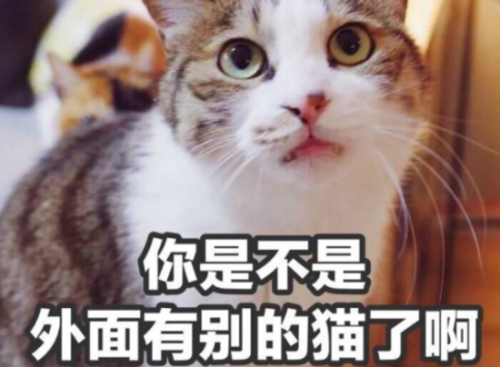 “比狗还忠诚”的6种猫，颜值高还好养