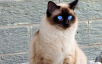最受欢迎的十大猫咪,你的“心上猫”上榜了吗?