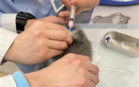 猫三联多少钱一针
