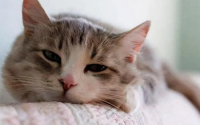 84多久可以杀死猫瘟病毒