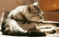 猫咪抑郁的症状表现