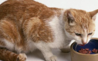 猫咪消瘦食欲不振没有精神