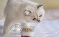 猫能吃酸奶吗为什么