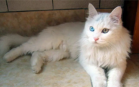 为什么大家更喜欢猫，而不是选择养狗？