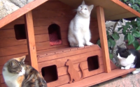 小猫咪的家，到底需要多大的地方？