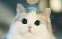 猫是肉食动物还是杂食