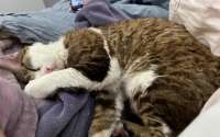 猫咪喜欢搂着我的脖子睡觉