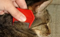 猫去跳蚤最简单的方法