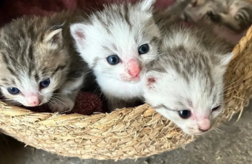 猫是什么时候传入中国的