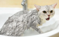 猫咪洗完澡多久可以驱虫
