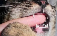 猫咪携带狂犬病毒吗