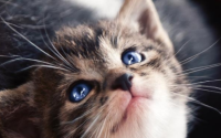 猫什么时候换牙
