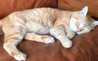 猫睡觉会抽搐是什么原因啊