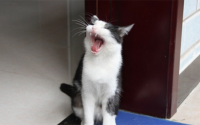 猫思春的声音像小娃娃哭一样