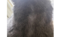 猫虱子怎么彻底去除最简单的方法