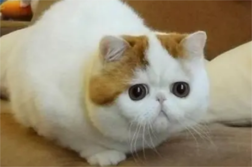 猫寿命快到了的症状