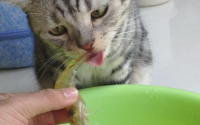 猫能吃虾么
