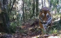 中国的12种猫,都在这里了!
