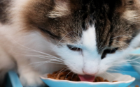 猫咪只吃猫粮不吃别的东西怎么办