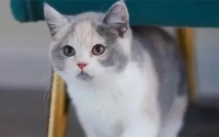 猫舔了油漆多久中毒