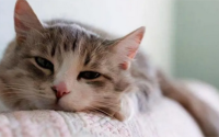 猫咪喜欢咬拖鞋怎么回事