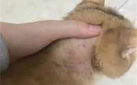猫身上的寄生虫怎么去除