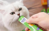 猫条多久喂一次