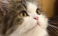 猫能带上高铁或者火车吗
