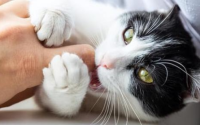 猫咪喜欢咬人是什么原因