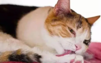 猫咪总咳嗽像气管不好似的怎么回事