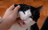 猫咪咬了出血了怎么办