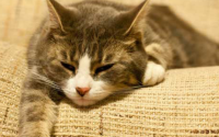 猫咪抓伤10天观察法