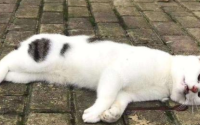 猫死前会向主人道别吗