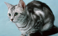 猫寿命一般多少年