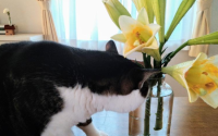 猫咪不能碰的植物
