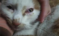 猫眼睛睁不开流眼泪怎么回事？