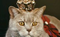 盘点英国有哪些猫咪？你知道吗？
