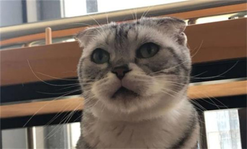 猫主动爬到主人身上是出于什么原因?