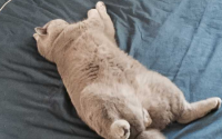 猫四脚朝天睡觉是什么意思？