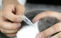 猫体外驱虫多久一次合适