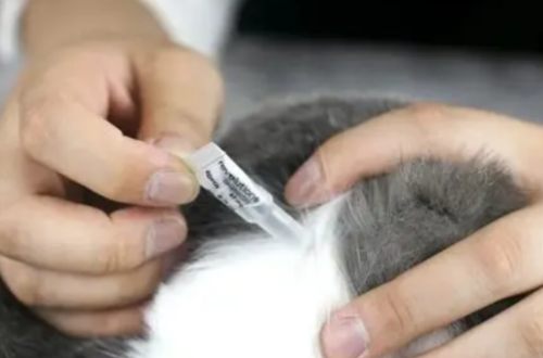 猫体外驱虫多久一次合适