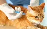 2个月的小猫能打疫苗吗？