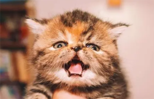 猫咪也会有创伤后应激障碍吗？