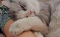 猫咪喜欢什么样的主人