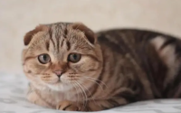 猫是靠什么认主人