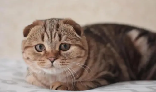 猫是靠什么认主人