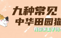 盘点9种常见的中华田园猫